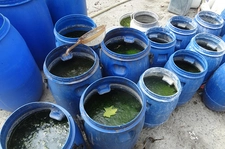 Deniz Yosunu Gübresi Kullanımı ve Faydaları Nelerdir?