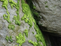 Su Yosunu Özellikleri ve Faydaları Nelerdir?